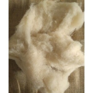May include: A pile of raw, white cotton fibers. The fibers are soft and fluffy, and they are perfect for crafting or making yarn.