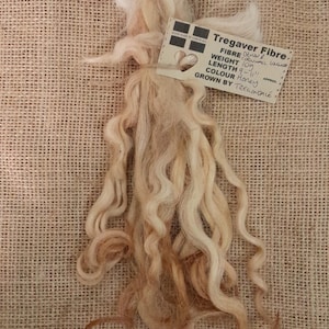 May include: A bundle of light brown and white Devon  Cornwall  wool fiber, weighing 109 grams and measuring 9-11 inches in length. The wool is labeled "Tregaver Fibre" and is described as "Honey" in color. The label also states that the wool is grown by "Tregondale".