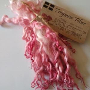 Könnte beinhalten: Ein Bündel pinkfarbener und weißer, lockiger Wollfasern, die mit Schnur zusammengebunden sind. Das Etikett lautet "Tregaver Fibre", "Whitewater 79", "Faser", "Gewicht: 3-7 oz", "Länge: 3-5 Zoll", "Farbe: Erdbeeren", "Gezüchtet von: Clives Stock".