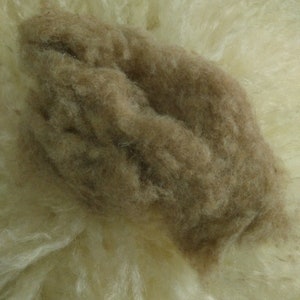 May include: A close-up of a clump of brown wool fiber, surrounded by a larger amount of white wool fiber.