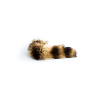 Raccoon Tail