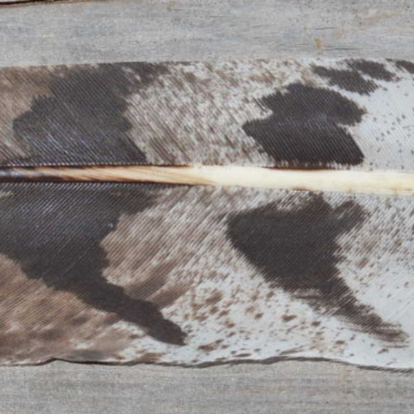 Imitation Cooper Hawk Feather