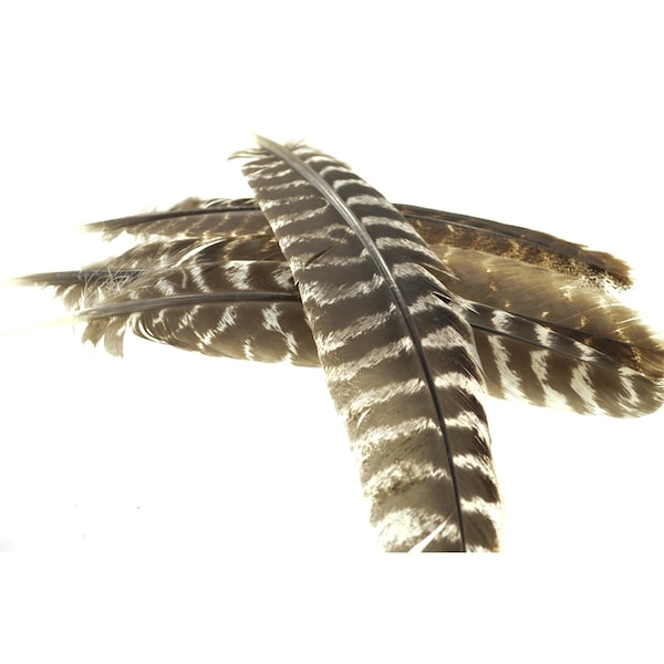 Turkey Wing Feathers - Etsy