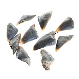 May include: A collection of ten dark brown, dried, triangular shaped animal hooves. The hooves are scattered on a white background.
