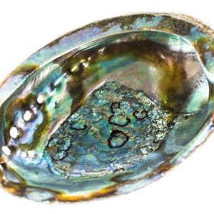 Abalone Shell Smudge Bowl