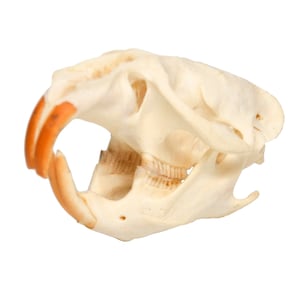 Real Bone Muskrat Skull