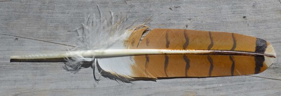 Imitation Immature Male Red Tail Hawk Feather Etsy