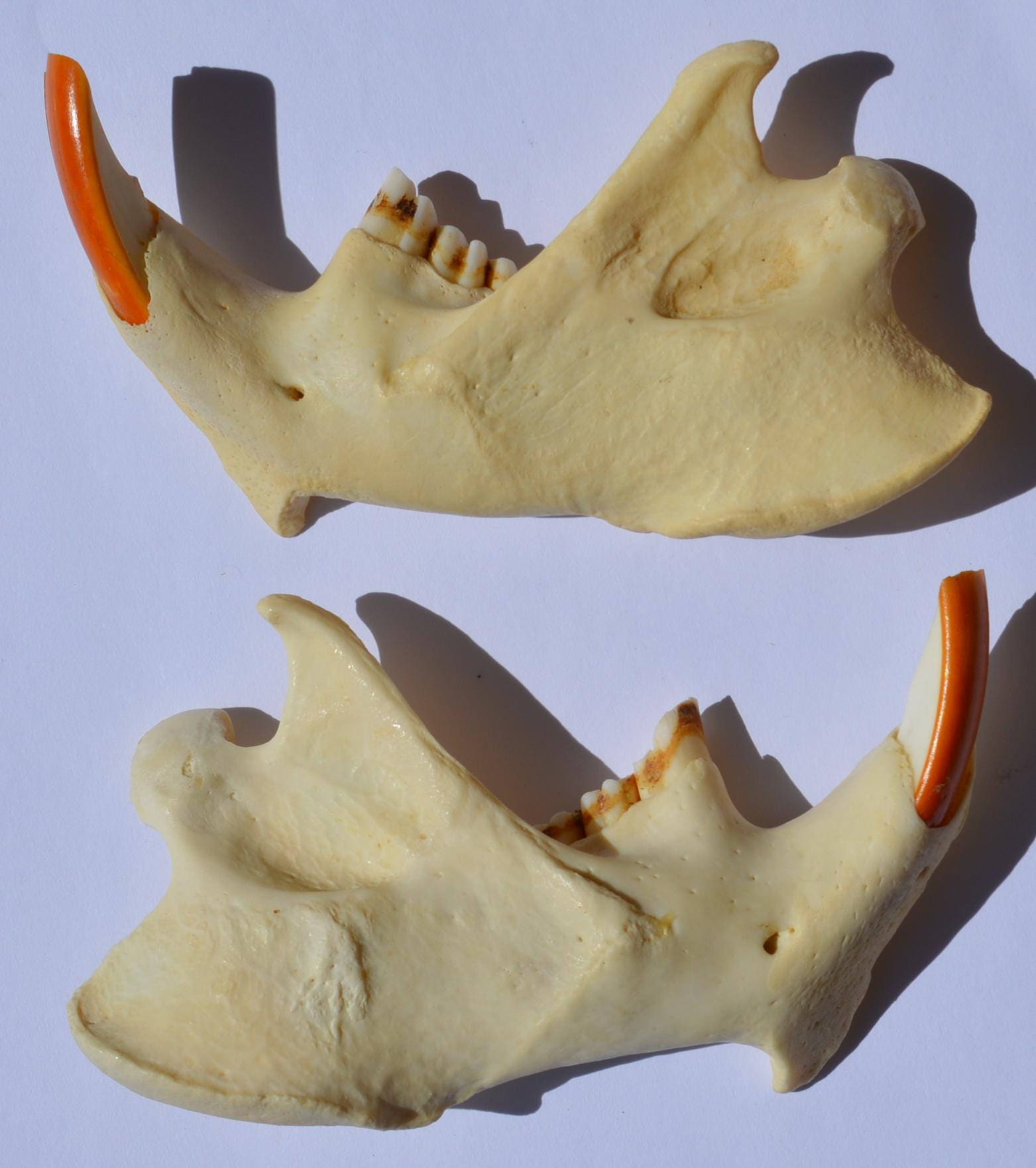 One Pair of Non-matching Real Bone Beaver Jaws - Etsy