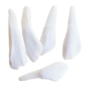 Drilled Buffalo Tooth Pendant (Bag of 10)