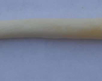 Adult Male Otter Penile Bone