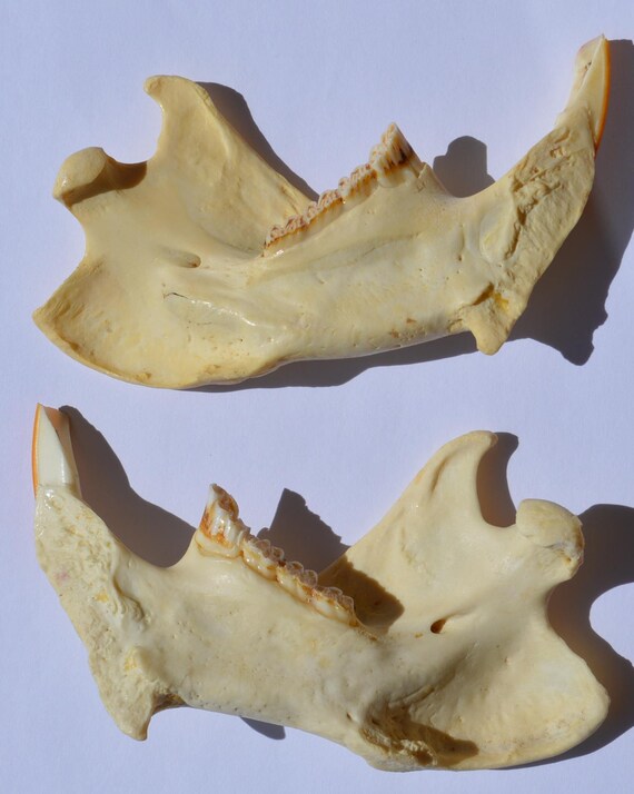 その他 VINTAGE JAW BONE CALIFORNIA FREE FORM VINTAGE JAW BONE CALIFORNIA FREE FORM Jawbone Canyon OHV Area