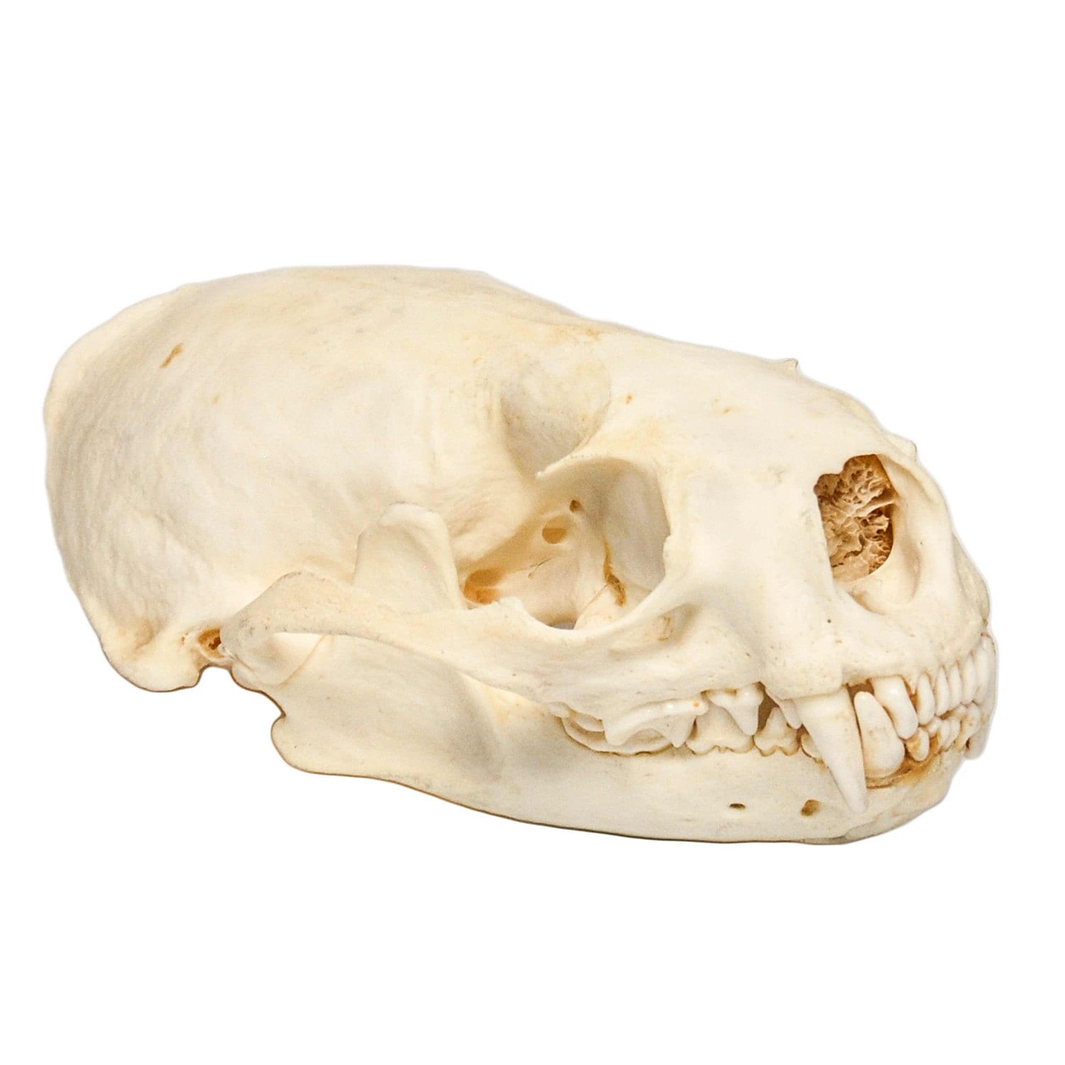 Perfect Real American River Otter Skull Perfect Real American River Otter Skull