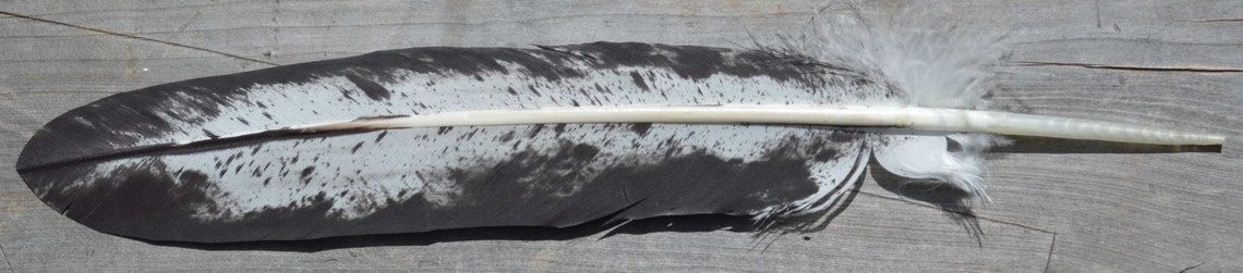 Imitation Immature Bald Eagle Tail Feather | Etsy