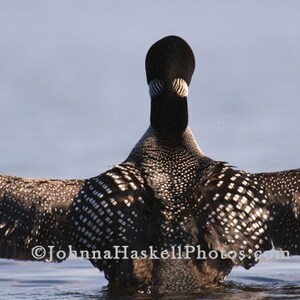 May include: A common loon with black and white patterned feathers spreads its wings wide, showing off its intricate markings. The loon is in the water with its head turned back, looking at the camera.