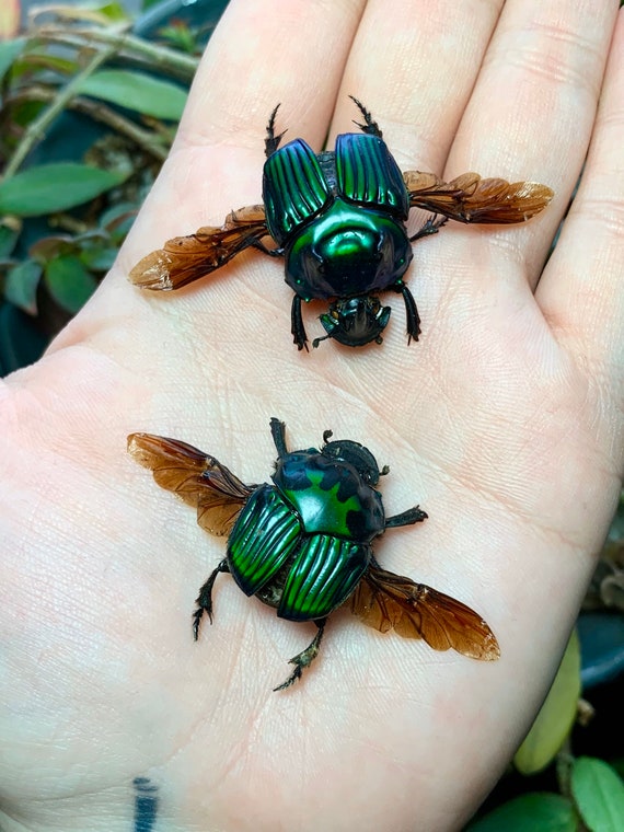 Green Dung Beetle Scarab Oxysternon conspicillatum Pair Fast from USA