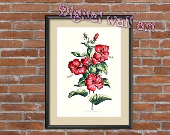 Digital Flower, Flower Clip Art, Antique Clipart, Botanical print, Instant download, 084