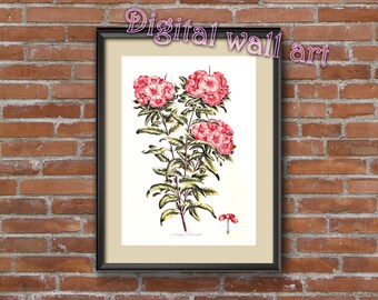 Antique Flower, Digital Antique Illustration, Flower digital print, Instant download,033