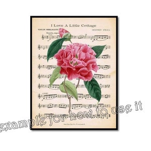 Transparante achtergrond, botanische illustratie, digitale bloem Image, Camellia, Antique, 002-01