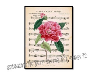 Fondo transparente, Ilustración botánica, Imagen de flor digital, Camelia, Antigüedad, 002-01