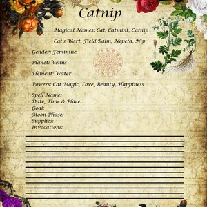 Pu&ograve; includere: Una pagina in stile vintage con la parola "Catnip" e illustrazioni botaniche. La pagina contiene informazioni su nomi magici, genere, pianeta, elemento e poteri associati all'erba gatta, oltre a spazio per i dettagli degli incantesimi.