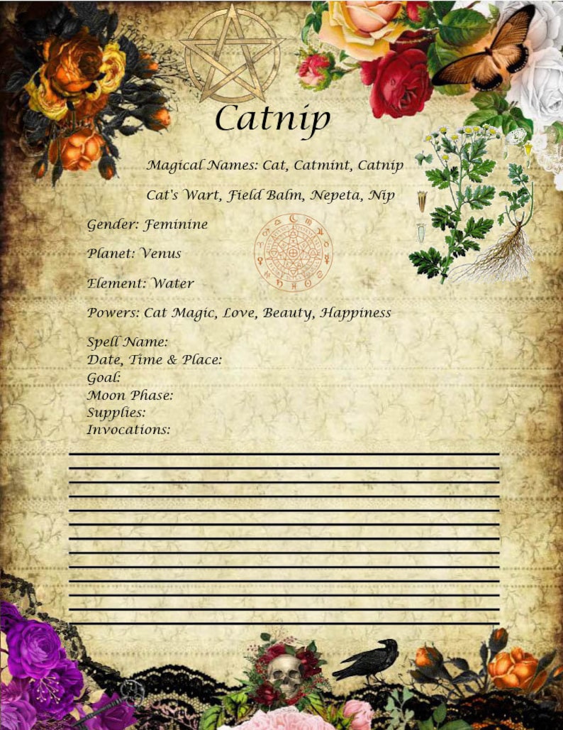Pu&ograve; includere: Una pagina in stile vintage con la parola "Catnip" e illustrazioni botaniche. La pagina contiene informazioni su nomi magici, genere, pianeta, elemento e poteri associati all'erba gatta, oltre a spazio per i dettagli degli incantesimi.