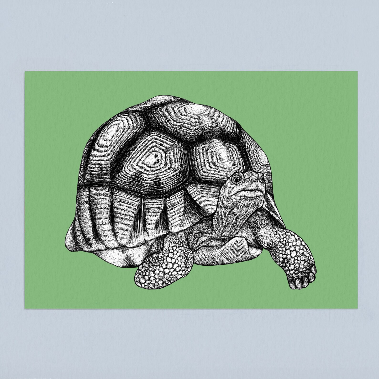 Ploughshare Tortoise A4 Art Print With Green Background // Tortoise ...