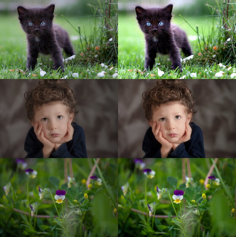 May include: A black kitten with blue eyes stands on a bed of green grass with white flowers. The kitten is looking directly at the camera.