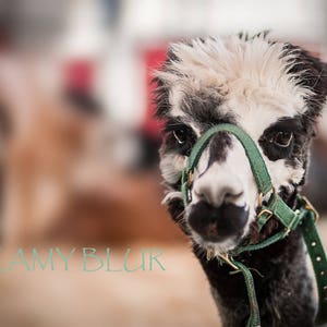 May include: A black and white alpaca wearing a green halter. The alpaca has a fluffy white face and dark eyes.