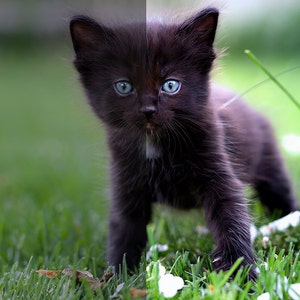 May include: A black kitten with blue eyes stands in a grassy field with white flowers. The kitten is looking directly at the camera.