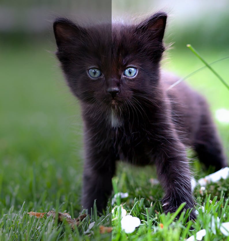 May include: A black kitten with blue eyes stands in a grassy field with white flowers. The kitten is looking directly at the camera.