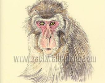 Yakei the Macaques Monkey