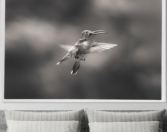 Impression d'art colibri, photographie animalière en noir et blanc