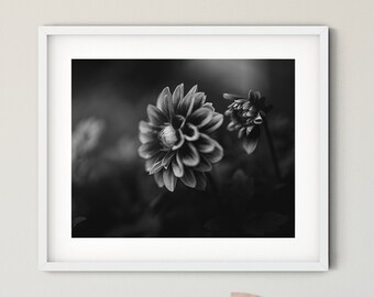 Impression de photographie d'art noir et blanc Dahlia