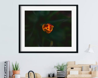 Impression de photographie d'art tulipe rouge, décoration murale florale