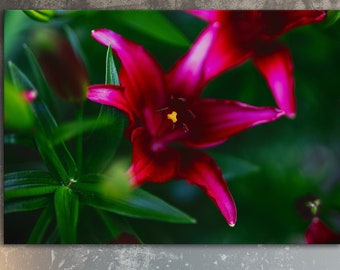 Impression de photographie d'art nénuphar rouge, impression d'art mural fleur nature