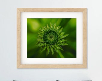 Impression de photographie d'art bouton floral vert