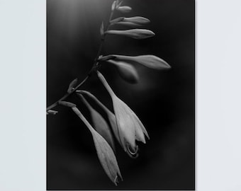 Impression de photographie de fleurs en noir et blanc, art mural nature