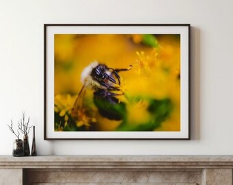 Impression de photographie de bourdon, art de fleur jaune