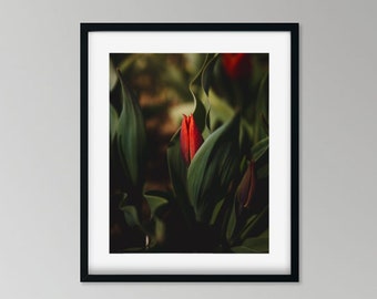 Impression de photographie d'art tulipe rouge, décoration florale nature