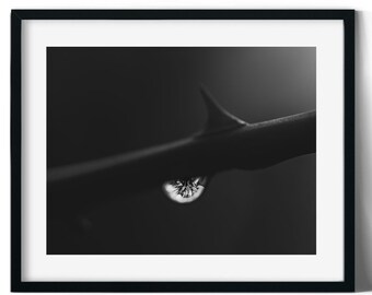Photographie Goutte de pluie, reflet d'arbre, oeuvre d'art noir et blanc