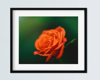 Impression de photographie d'art rose, décoration murale florale