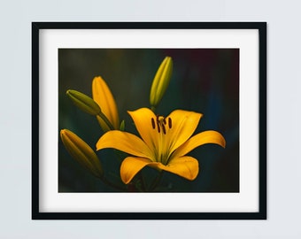 Impression de photographie d'art lys tigré jaune, décoration florale nature