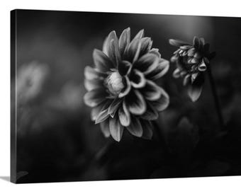 Impression sur toile Dahlia noir et blanc, photographie de nature florale (20 x 30 pouces)