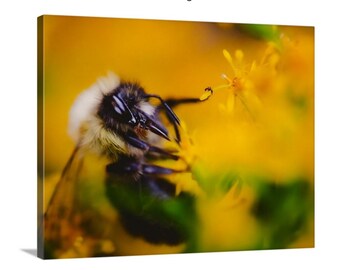 Photographie de patte d'abeille, impression florale sur toile, art mural nature (16 x 20 pouces)