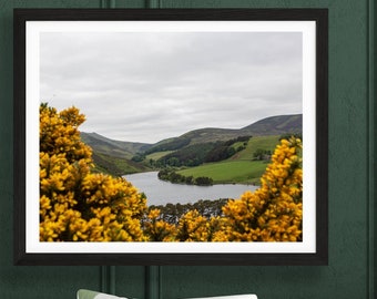 Scotland Landscape Print with Gorse - Travel Photography - Roslin, Edinburgh Photo - Traveler Gift - Hiking Wall Art - Landscape Photograph