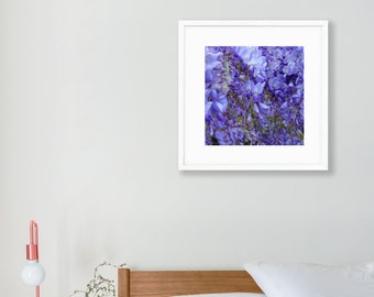 Wisteria Print - Spring Flower Wall Art - Fulham Palace, London Photography