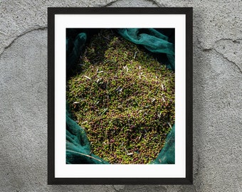 Olive Picking Print - Greece Photographs - Olives in Net - Photo of Picking Olives on Kythira Island - Olive Industry Gift - Olive Wall Art