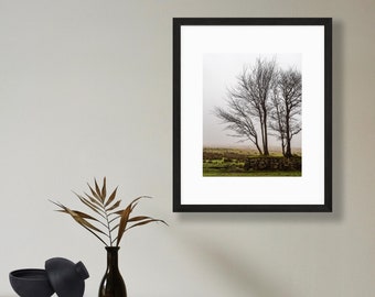 Dartmoor in December - Devon, UK Print - Nature Photography - Trees and Fog