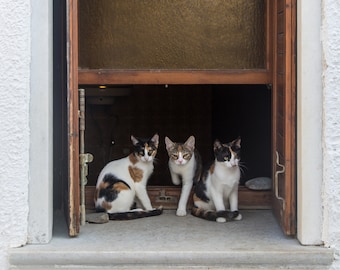 Three Cats of Naxos, Greece - Travel Photography