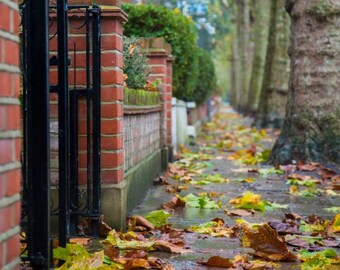 Autumn Photography - Fulham, London Print - Fall Leaves